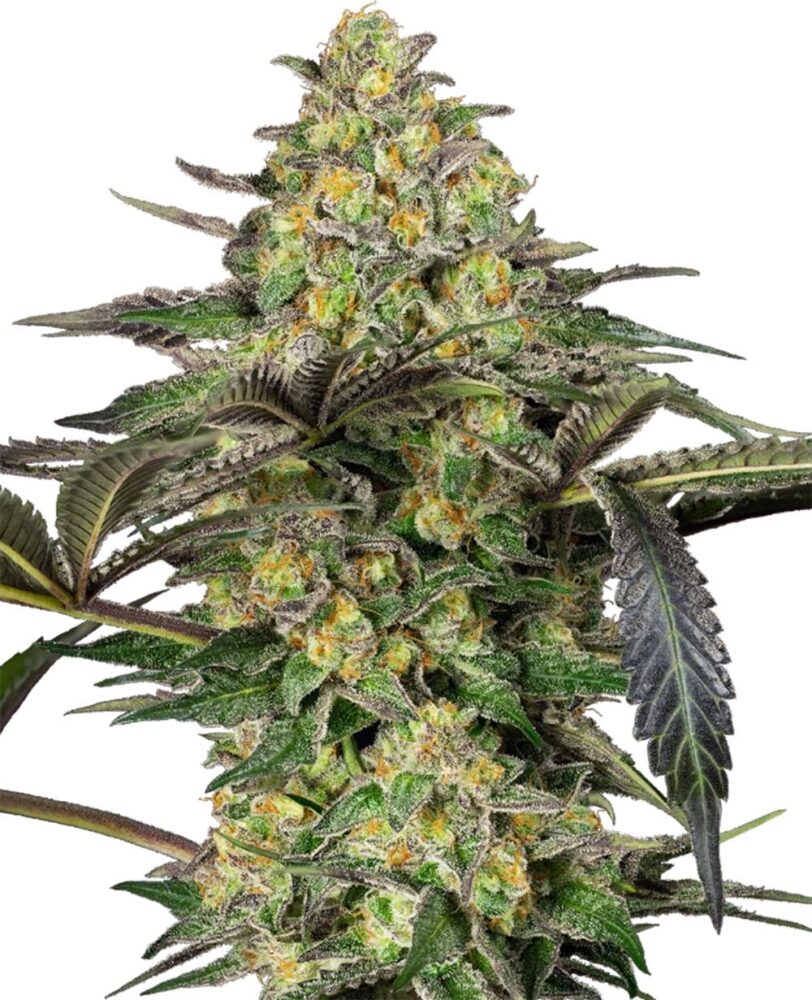 Grapevine Candy Feminisiert-3 Samen - Seeds24