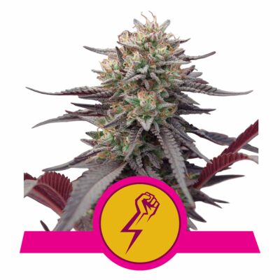Green Crack Punch Feminisiert-3 Samen - Seeds24