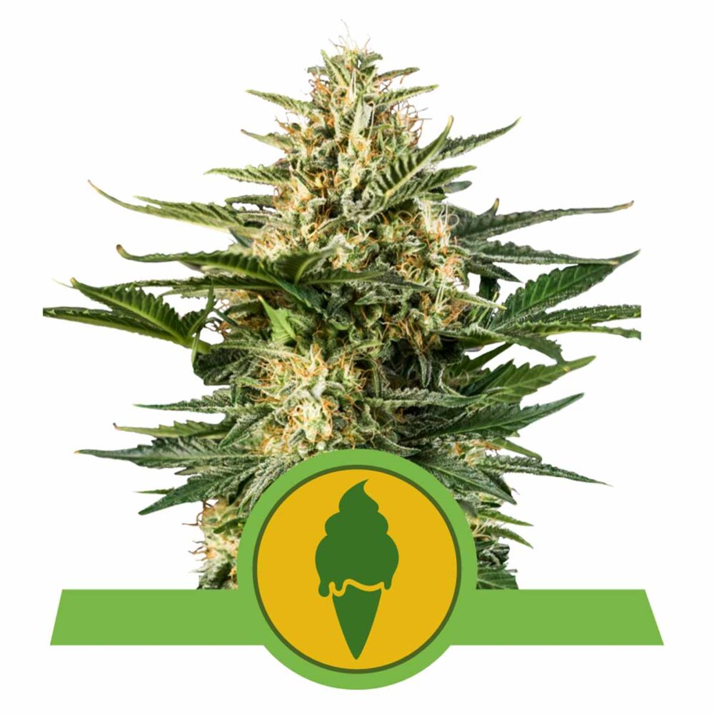 Green Gelato Automatic-3 Samen - Seeds24
