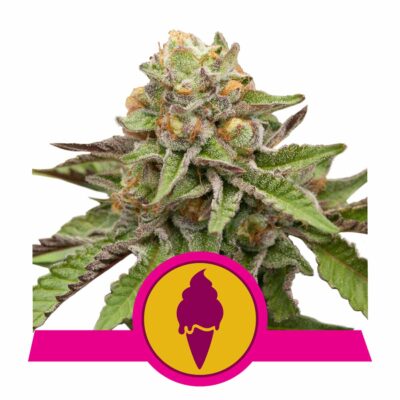 Green Gelato Feminisiert-3 Samen - Seeds24