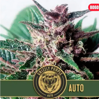 Grizzly Purple Auto Auto-3 Samen - Seeds24