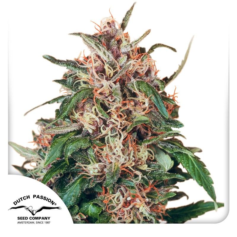 Hollands Hope Feminisiert-3 Samen - Seeds24