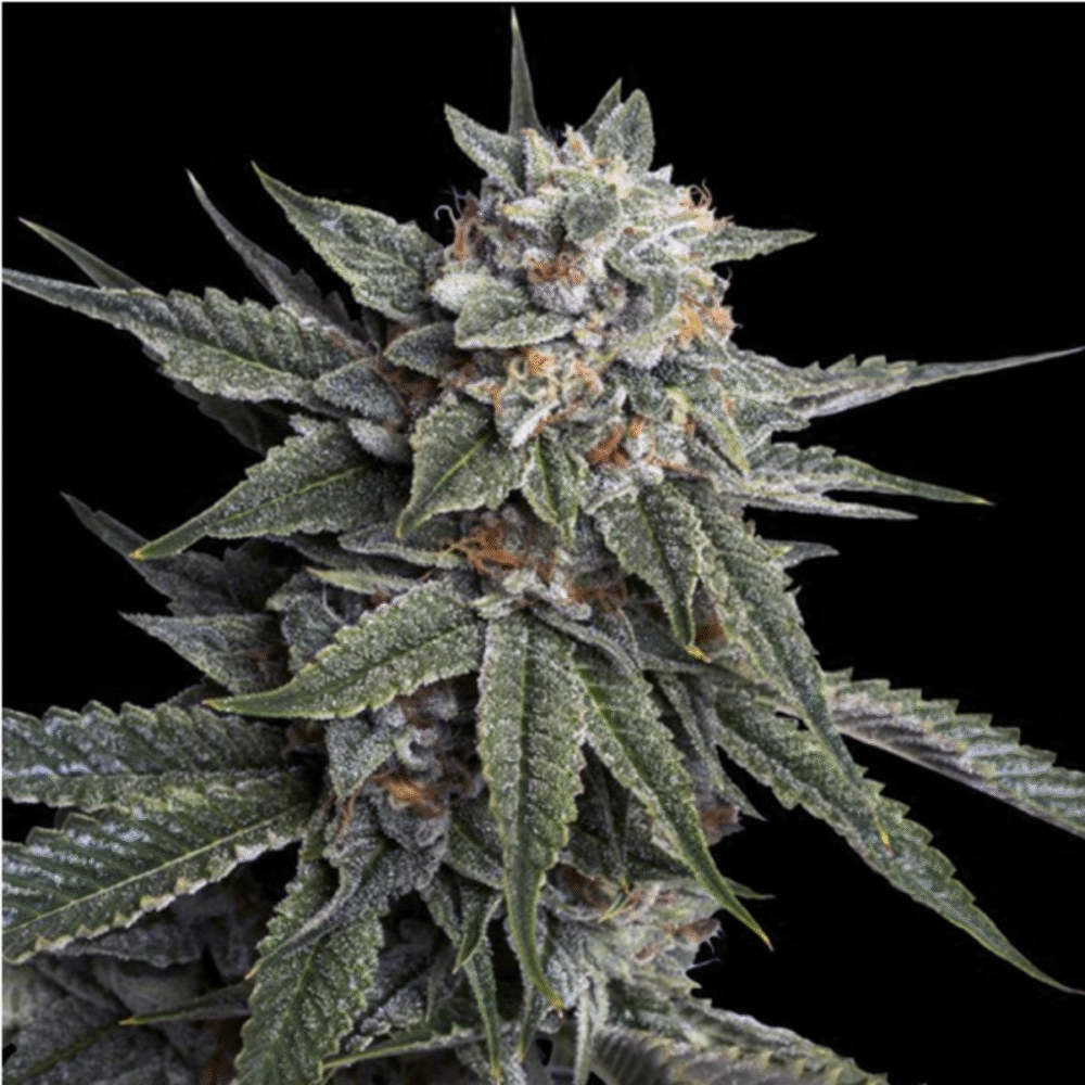 Holy Grail Kush Feminisiert-3 Samen - Seeds24