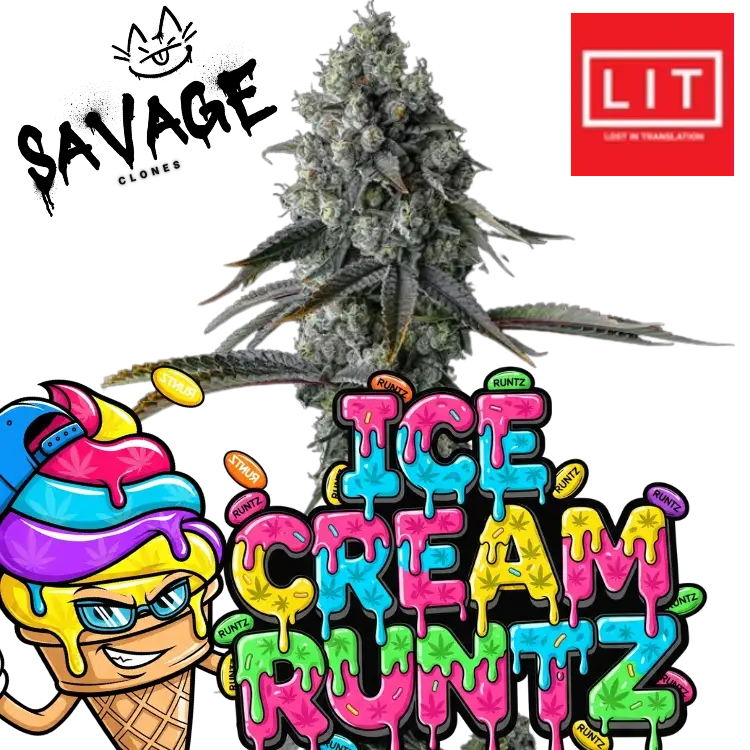 Ice Cream Runtz Lit Farms - Savage Clones