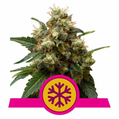 Ice Feminisiert-3 Samen - Seeds24