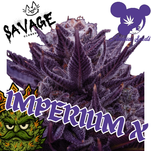 Imperium X Anesia Seeds - Savage Clones