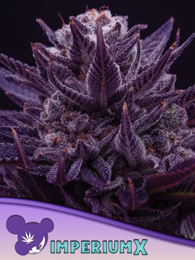 Imperium X Feminisiert-3 Samen - Seeds24