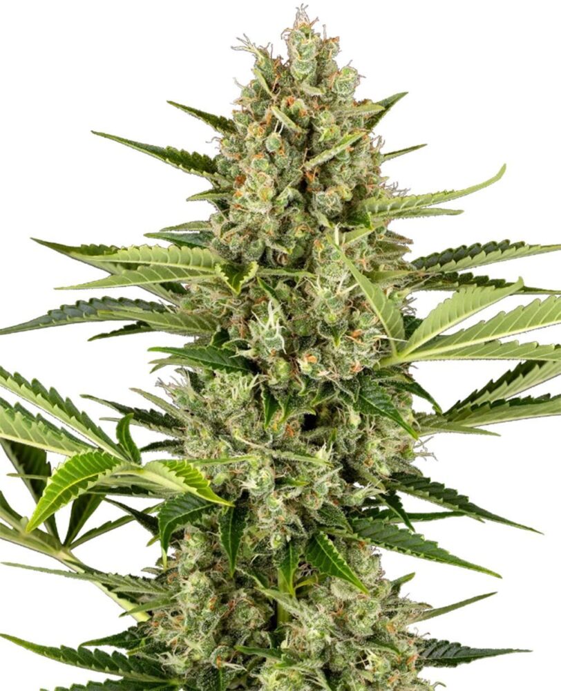 Jack Herer Auto-3 Samen - Seeds24