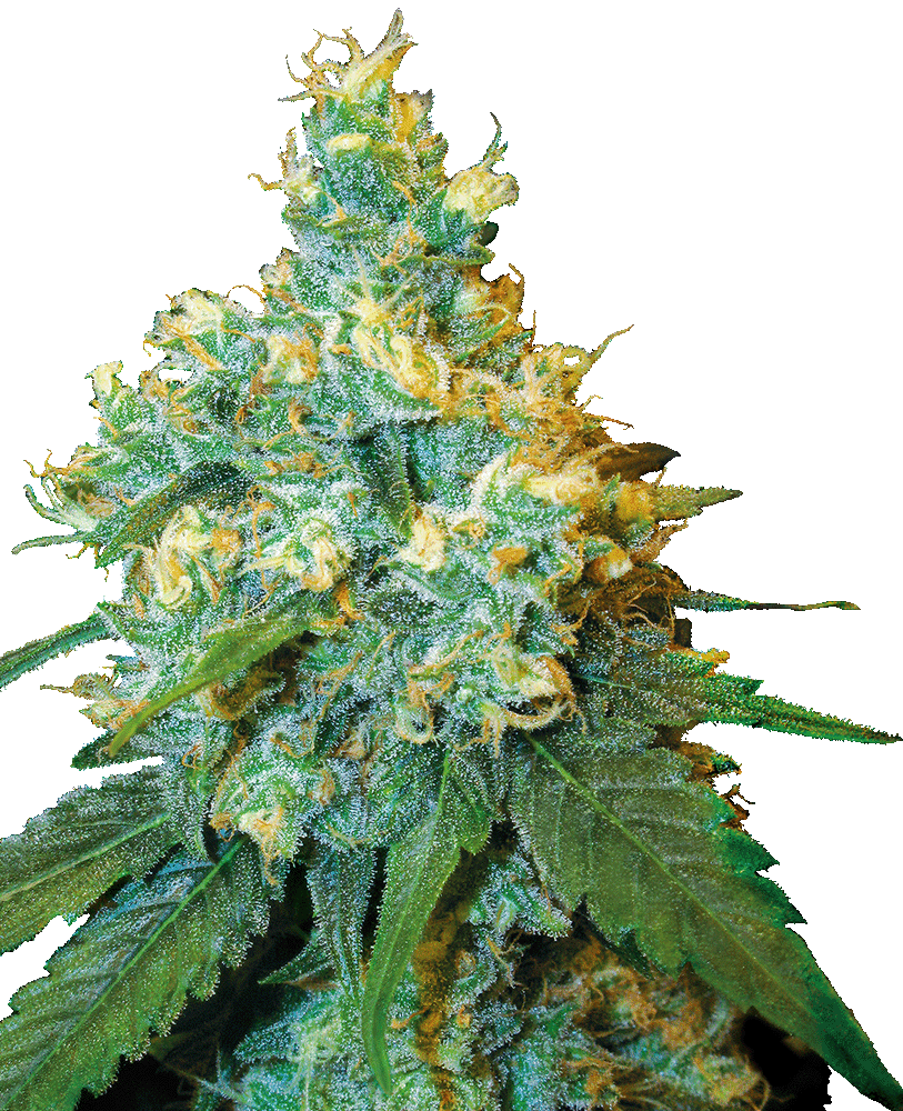 Jack Herer Feminisiert-3 Samen - Seeds24