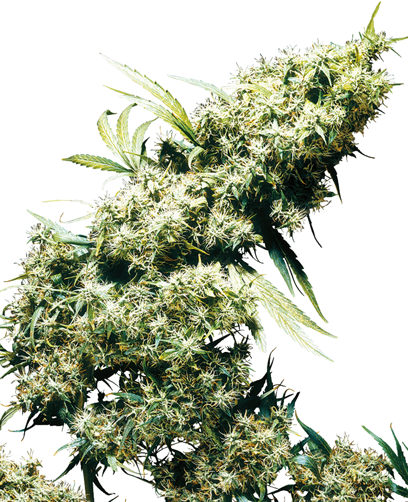 Jamaican Pearl Feminisiert-3 Samen - Seeds24