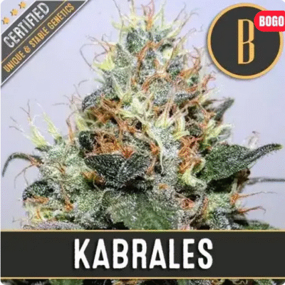 Kabrales Feminisiert-3 Samen - Seeds24