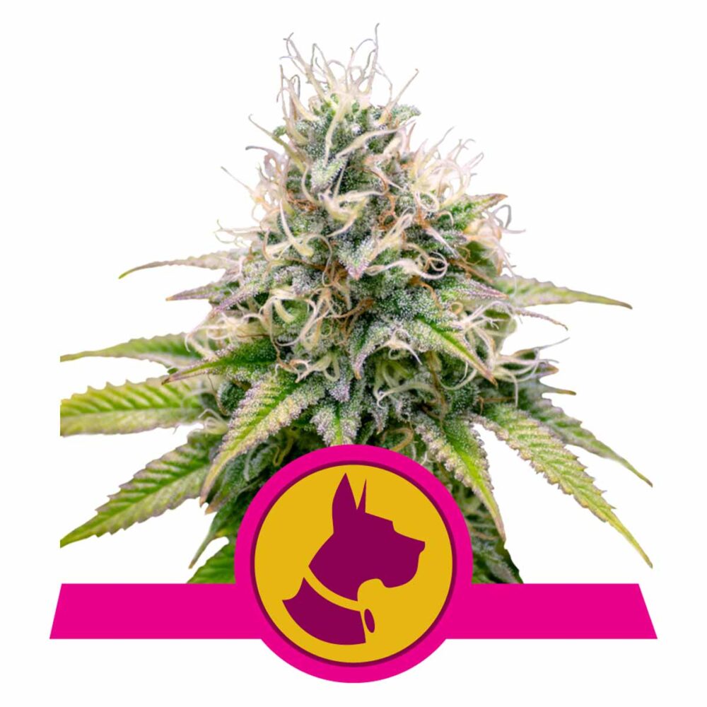 Kali Dog Feminisiert-3 Samen - Seeds24