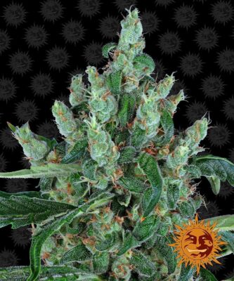 Laughing Buddha eminisiert-3 Samen - Seeds24