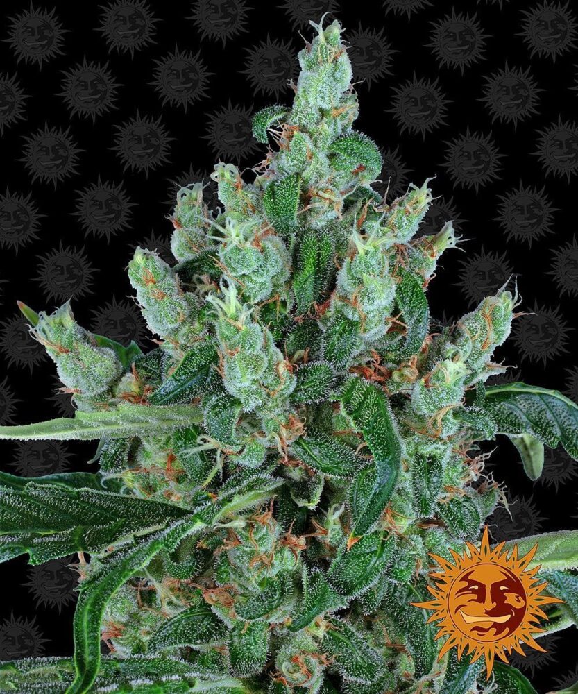 Laughing Buddha eminisiert-3 Samen - Seeds24
