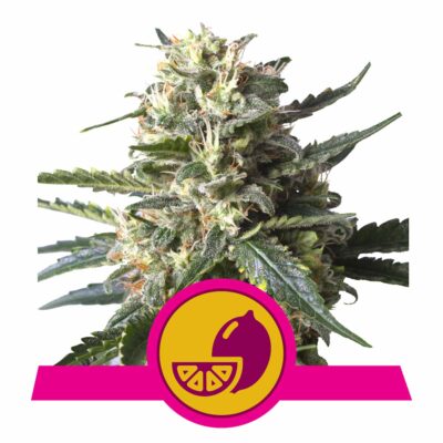 Lemon Shining Silver Haze Feminisiert-3 Samen - Seeds24