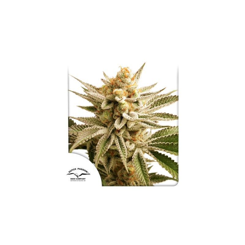 Lemon Z Feminisiert-3 Samen - Seeds24