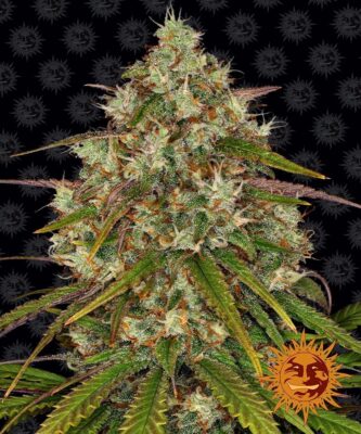 Liberty Haze Feminisiert-3 Samen - Seeds24