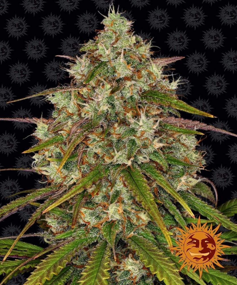 Liberty Haze Feminisiert-3 Samen - Seeds24