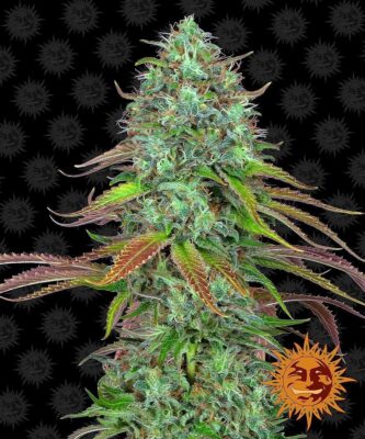 LSD Auto-3 Samen - Seeds24