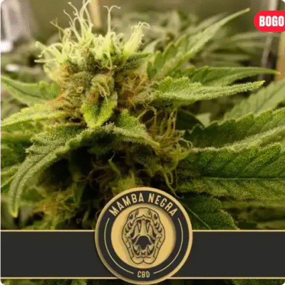 Mamba Negra CBD Feminisiert-3 Samen - Seeds24