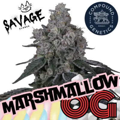 Marshmallow OG Compound Genetics - Savage Clones