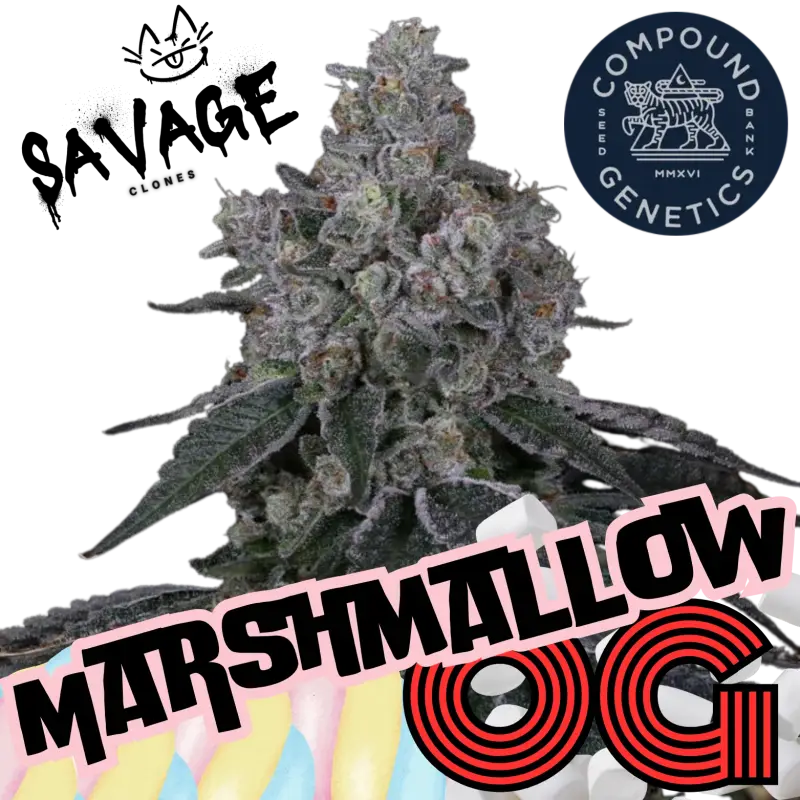 Marshmallow OG Compound Genetics - Savage Clones