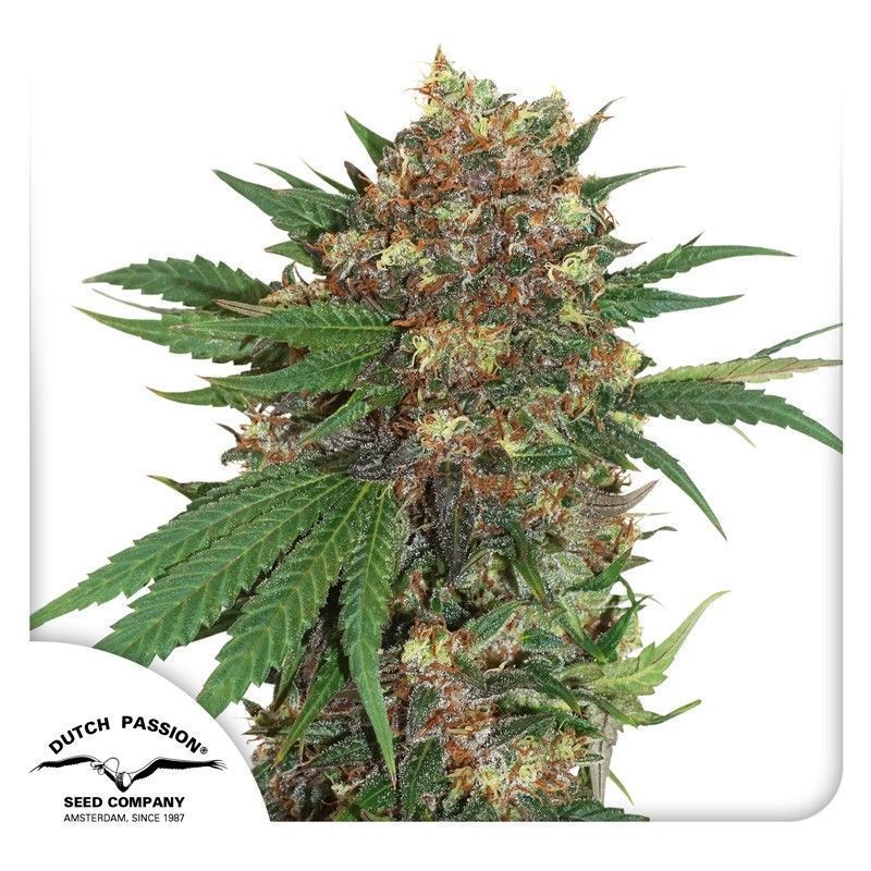 Master Kush Feminisiert-3 Samen - Seeds24