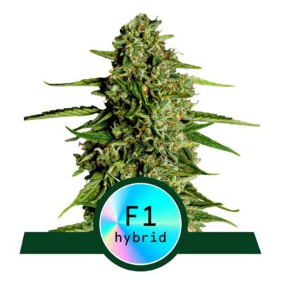 Medusa F1 Automatic-3 Samen - Seeds24