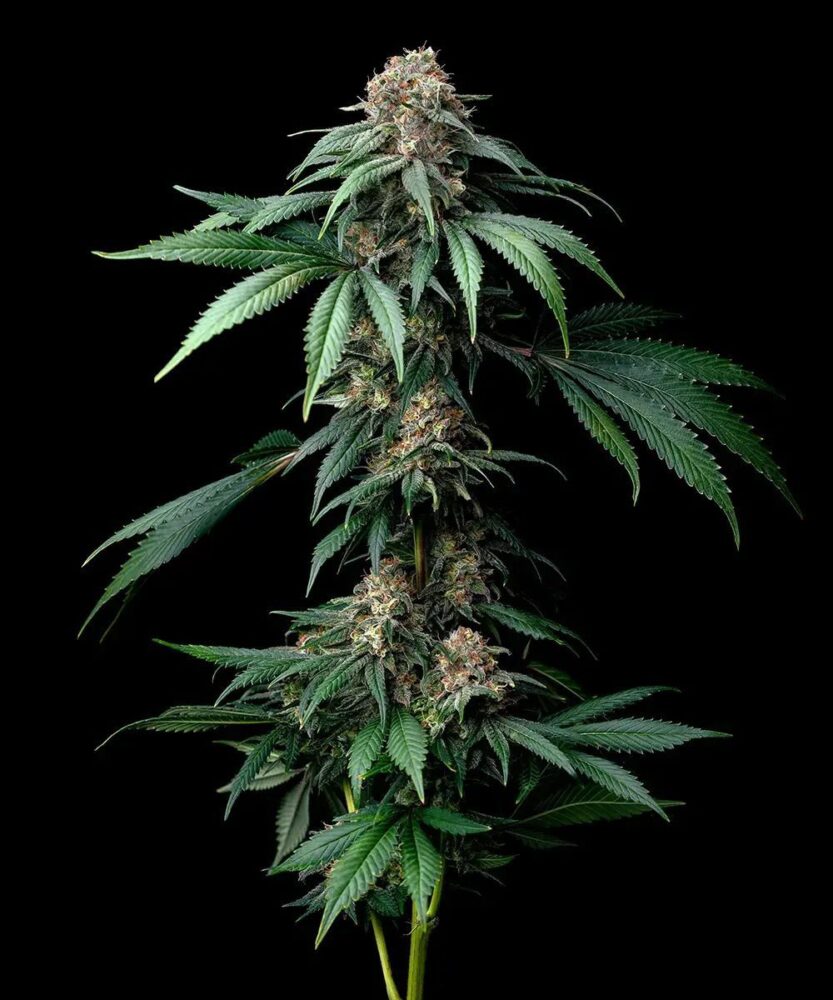 Mendo Breath Feminisiert-3 Samen - Seeds24