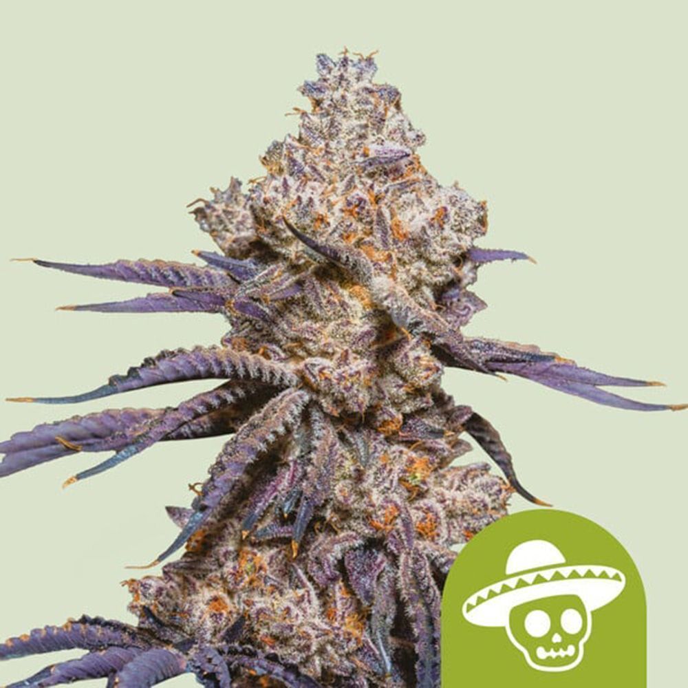 Mexican Rush Auto-3 Samen - Seeds24