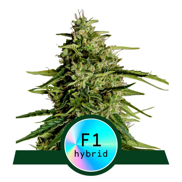 Milky Way F1 Automatic-3 Samen - Seeds24