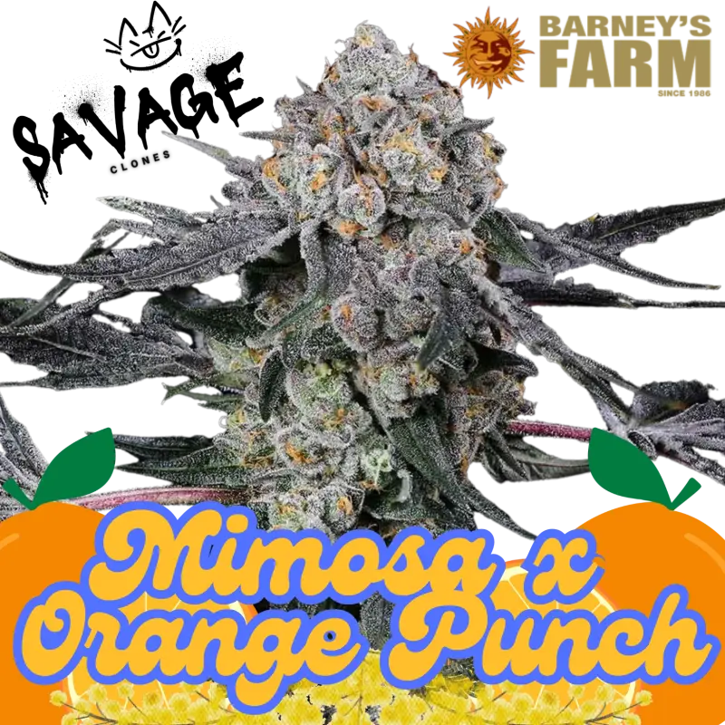 Mimosa x Orange Punch Barneys Farm - Savage Clones