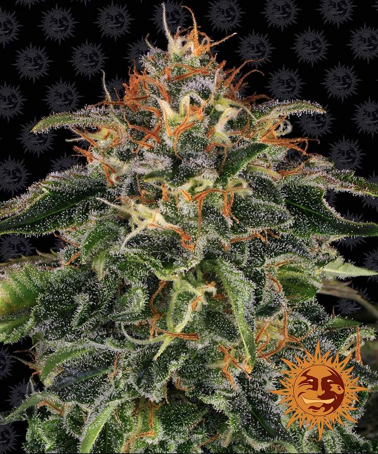 Moby Dick Feminisiert-3 Samen - Seeds24