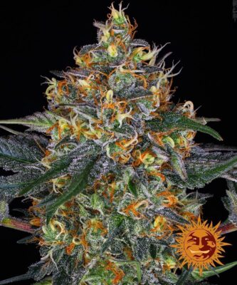 Moby Dick Punch Auto-3 Samen - Seeds24