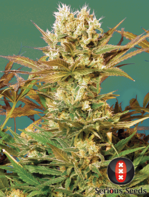 Motavation Feminisiert-3 Samen - Seeds24