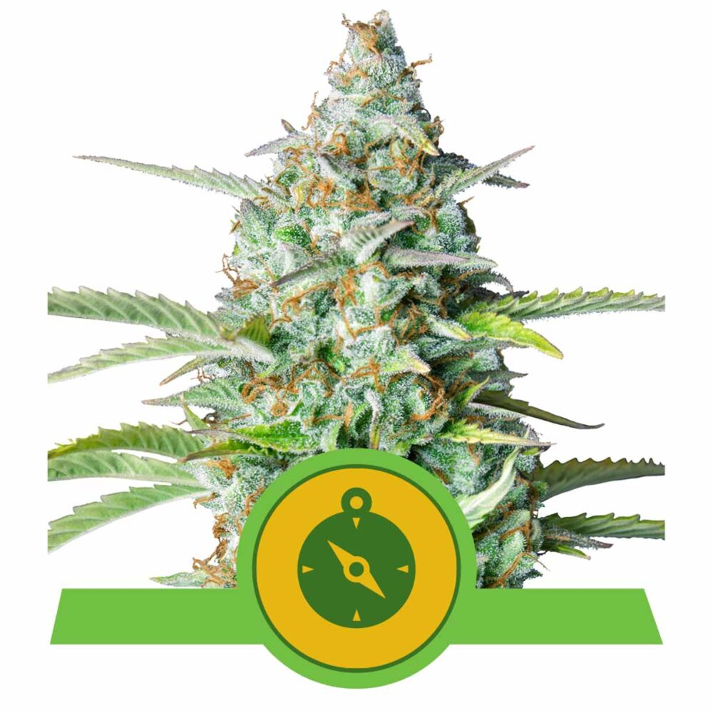 Northern Light Automatic-3 Samen - Seeds24