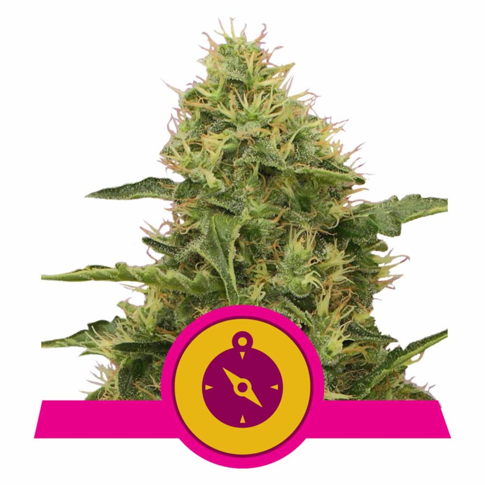 Northern Light Feminisiert-3 Samen - Seeds24