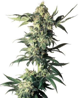 Northern Lights Feminisiert-3 Samen - Seeds24