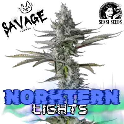 Northern Lights Sensi Seeds - Savage Clones