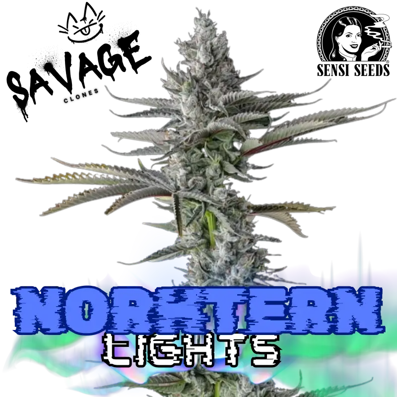 Northern Lights Sensi Seeds - Savage Clones
