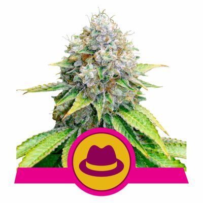 O.G. Kush Feminisiert-3 Samen - Seeds24