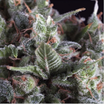 Olympia Feminisiert-3 Samen - Seeds24