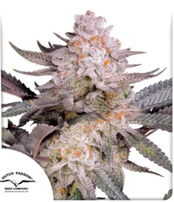 Orange Bud 2.0 Feminisiert-3 Samen - Seeds24