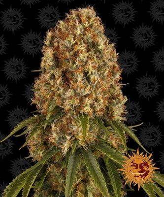 Orange Sherbert Feminisiert-3 Samen - Seeds24