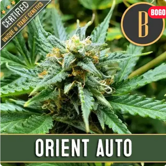 Orient Auto-3 Samen - Seeds24