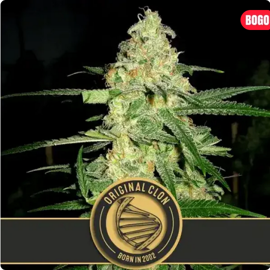 Original Clon Feminisiert-3 Samen - Seeds24