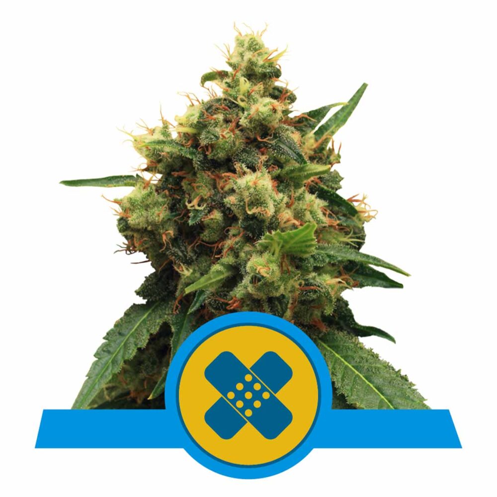 Painkiller XL CBD Feminisiert-3 Samen - Seeds24