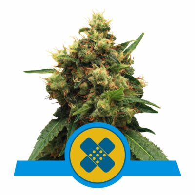 Painkiller XL CBD Feminisiert-3 Samen - Seeds24
