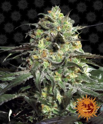 Peyote Cookies Feminisiert-3 Samen - Seeds24