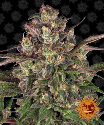 Peyote Critical Feminisiert-3 Samen - Seeds24